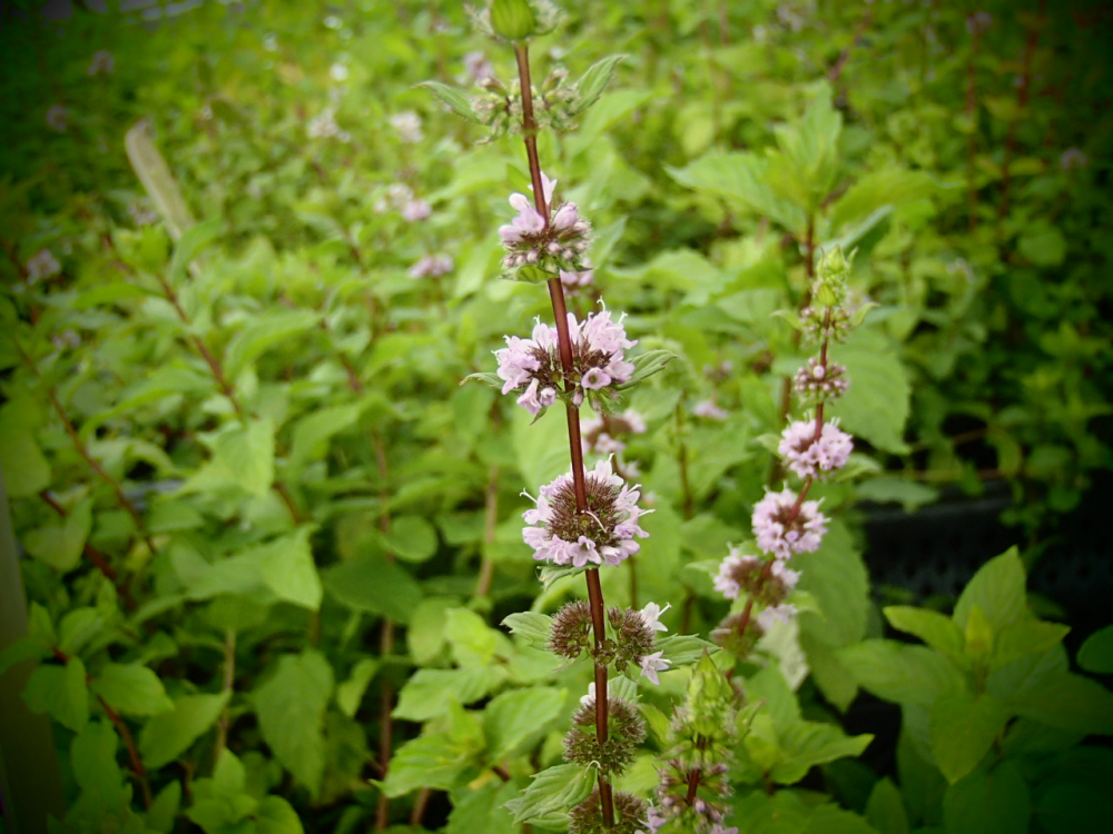 18729 / Mentha piperita